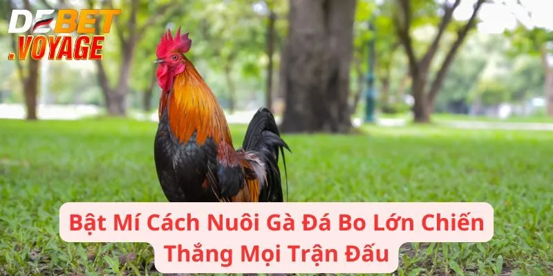 Bật Mí Cách Nuôi Gà Đá Bo Lớn Chiến Thắng Mọi Trận Đấu