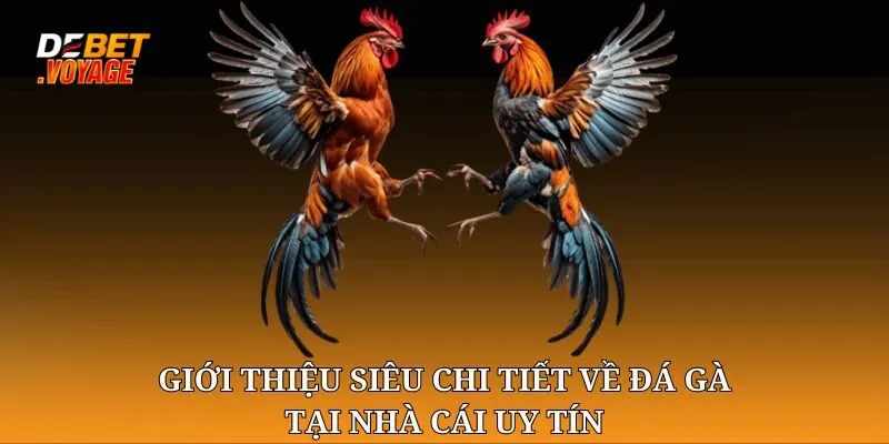 Giới thiệu siêu chi tiết về Đá gà chọi tại nhà cái uy tín
