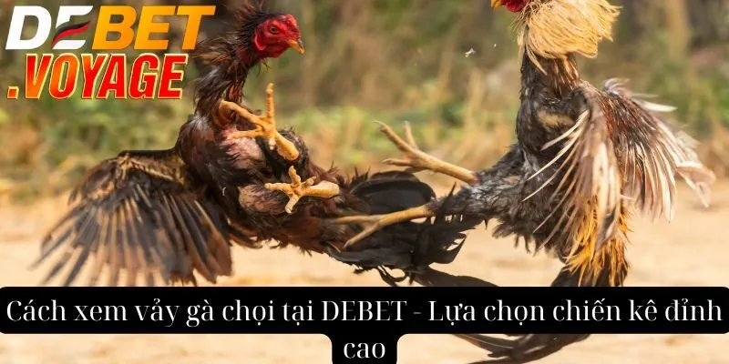 Cách xem vảy gà chọi tại DEBET - Lựa chọn chiến kê đỉnh cao